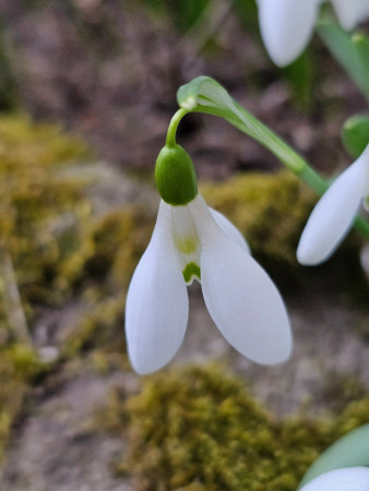 Galanthus elwesii ´VELIKONOCE´